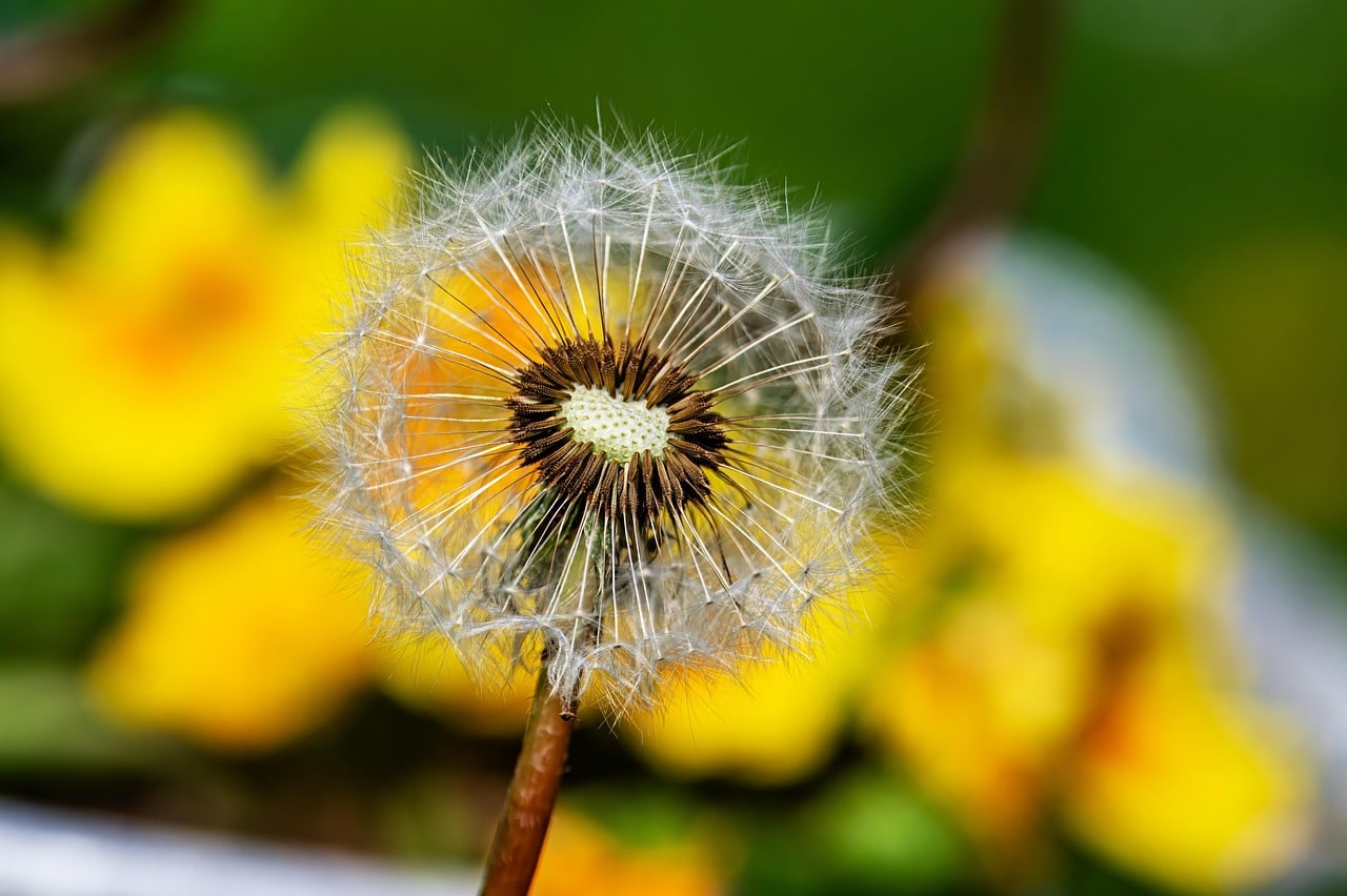 löwenzahn, pflanze, taraxacum, wildblume, blüte, natur, nahaufnahme, frühling